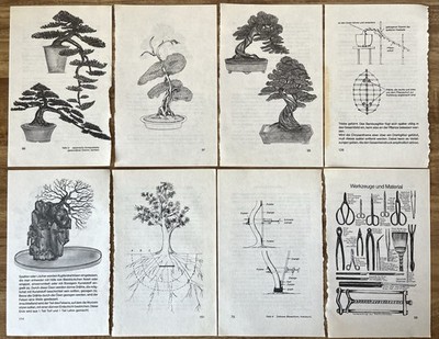 Vintage 1981 Bonsai Diagram Pages Lot 8 Tree Training Root Tools Illustrations