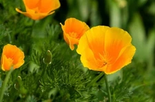 300 ORANGE CALIFORNIA POPPY SEEDS | SALE FREE SHIPPING NON GMO HEIRLOOM