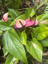 Anthurium Flowering Houseplants, Mixed Colors, Tropical Broadleaf Perennial