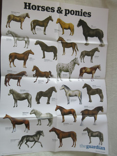 HORSES AND PONIES : THE GUARDIAN WALLCHART