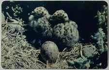 Bird Western Gull Vintage Single Swap Information Card