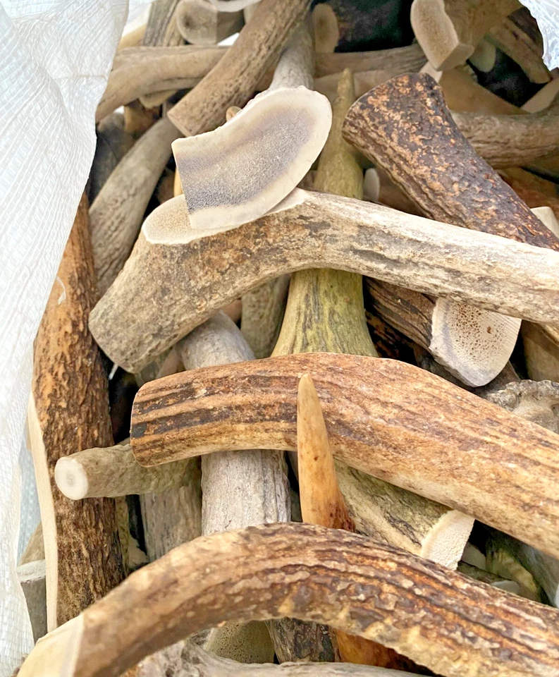 9" Elk Antler Dog Chew – C Grade XL Natural Dog Treat or Craft Supply – 2 Pieces - Image 3 of 4