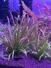 1 Blyxa japonica Live Aquarium Plants