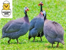 5 FRESH FERTILE GUINEA BIRD FOWL HATCHING EGGS READY QUICK USPS PRIORITY SHIP
