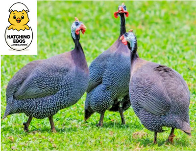 5 FRESH FERTILE GUINEA BIRD FOWL HATCHING EGGS QUICK USPS PRIORITY SHIP NPIP #
