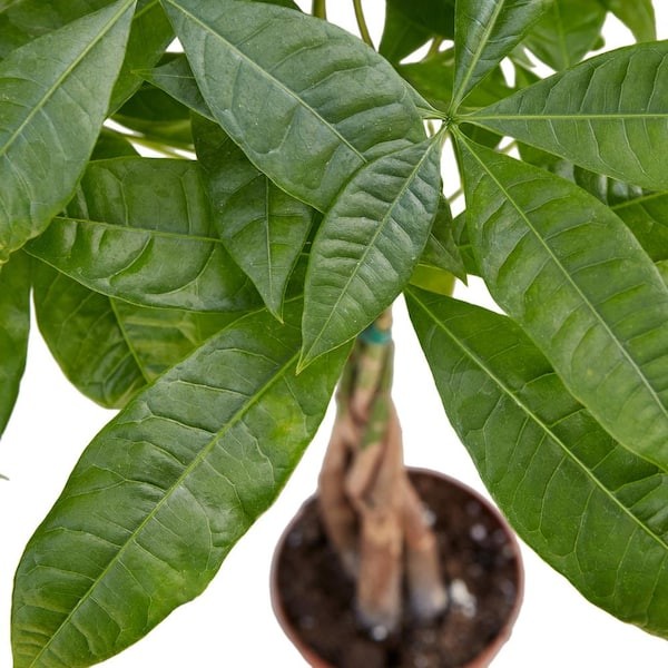 Money Tree,Pachira aquatica Live Rare House Plants-in 4" pot Indoor Decor Green