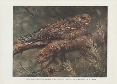 Ziegenmelker (Caprimulgus europaeus) FARBDRUCK von 1930 European nightjar