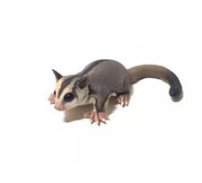 RARE Kaiyodo Out Of Print Sugar Glider Mini F...