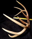 Deer Antler Rack Scull Cap 8 Point Lot H — photo 4