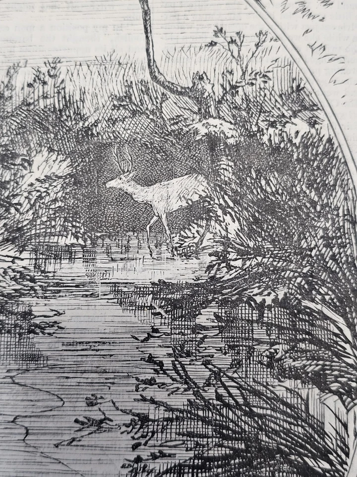 1873 Woodblock Engraving of Deer Huntung on Long Island, New York Foto 3 de 4