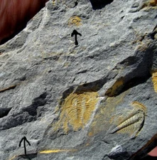SUPER COOL PLATE OF FIVE LOWER CAMBRIAN TRILOBITES W/ GROWTH STAGES - VERY RARE!