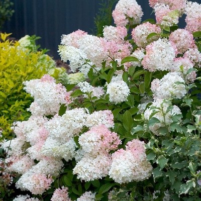 Hydrangea paniculata 'Phantom' Tree - 2 Gallon Pot