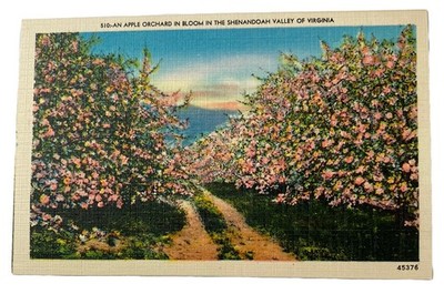 A Shenandoah Valley Apple Orchard in Bloom ~ Virginia VA~ Vintage Linen Postcard