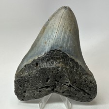 Megalodon Shark Tooth 5.51 Inch - Massive - Wide Fossil - Authentic Teeth 20207