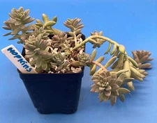Sedum Hopkins - Ships in 3.5” pot - Rock Gardens, Hanging Baskets, Ground Cover