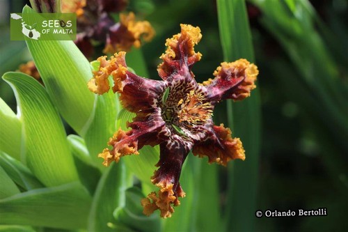 Ferraria crispa, F. undulata, Starfish lily, Starfish iris, 20-100 fresh seeds - Picture 10 of 12