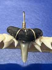 SHARK TOOTH PENDANT Fossilized 7/8 Inch Lower LEMON Shark Tooth 