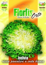 FLORTIS | Nasiona kręconej sałatki endywii Pancalieri