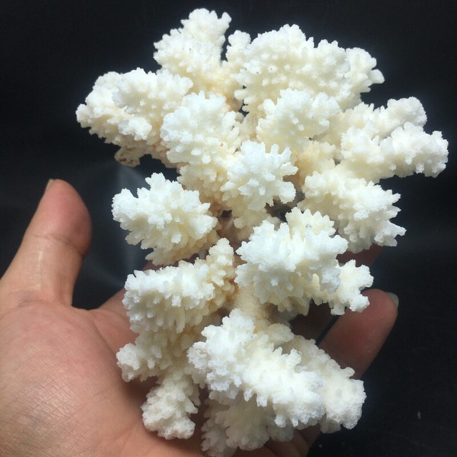 Natural Coral Sea White Coral Aquarium Landscaping Home Furnishing 251g