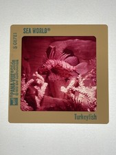 Vintage 1973 SEA WORLD Pana Vue 35mm Slide - TURKEYFISH