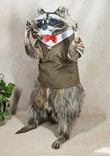 Distinguished Gentleman Raccoon Taxidermy Oddity Curiosities Funny gift decor