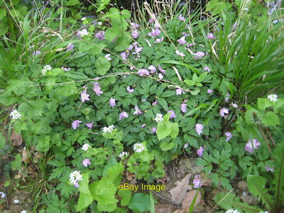 Foto 12x8 Anemone nemorosa var purpurea Die meisten Holzanemonen fou c2010