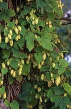 Humulus lupulus CASCADE HOPS Vine Seeds!