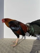 DoubleHGamefarm – ½ Dan Grey Roundhead × ½ Blueface Stag | Band 1726 Not Price