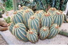 Balloon Cactus, Notocactus Magnificus, Parodia magnifica  cactus - 50 SEEDS