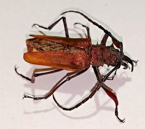 Psalidognathus Friendi 6,4 Cm - Rouge Métallique - Entomologie - Pérou - A1