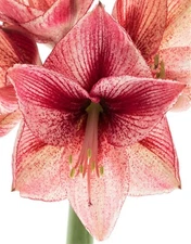 REVELATION AMARYLLIS Spectacular Red & White Flowers, LARGE Bulb,Check our Store