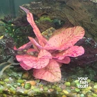 Tiger Lotus Red (Nymphaea zenkeri)  Live Aquarium Plants POTTED