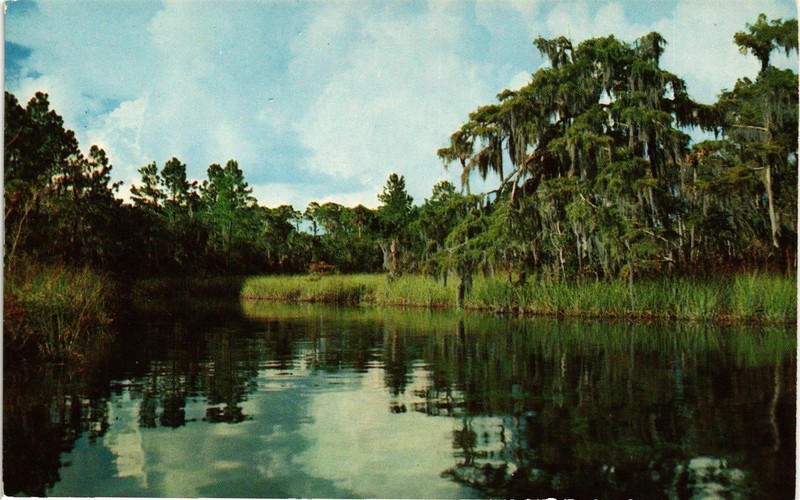 Dr Jim Stamps River Scene Florida Original Postcard Nature Landscape Artwork