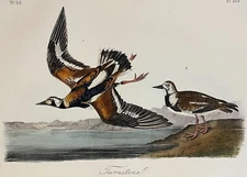 Audubon Turnstone Pl 323 Birds Of America 2nd Edition Royal Octavo