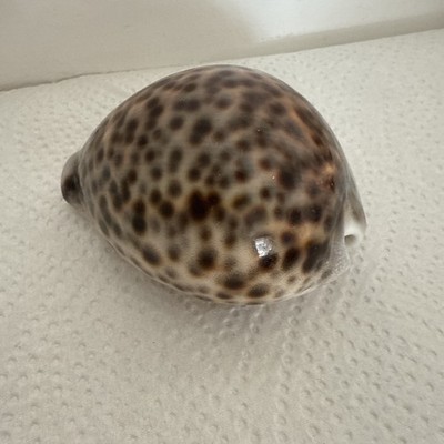 Kauri Schnecke Tigerschnecke, Muschel,   8 cm große Meeresschnecke, 95 Gramm