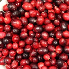 Cranberry Pilgrim Fruit Bush Vaccinium Fruiting Berry Shrub Plant 3L