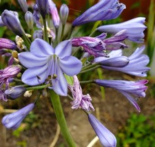 Agapanthus African Lily Light Blue