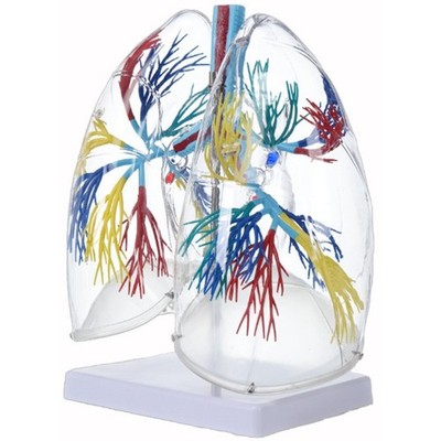 Human Bronchial Tree Structure Anatomy Model for Education and Clinical Setting