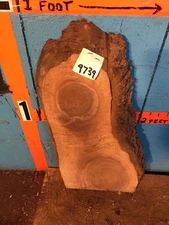 #9739   1 3/8" THICK  black walnut live edge slab   