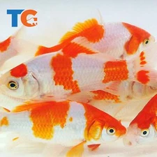 Sarasa Comet Goldfish For Sale – Buy Live Sarasa Comets Online |Toledo Goldfish