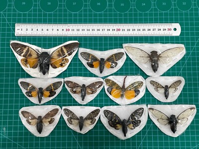 10 Cicada Insect Beetle Bug Preserved Taxidermy Butterfly Dried Decor Art