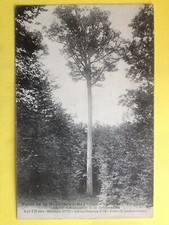 cpa FRANCE 60 - FORÊT de LA NEUVILLE en HEZ Chêne du Fond du Sac ARBRE TREE