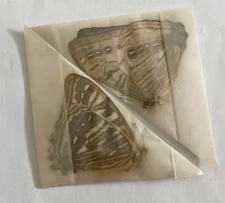 MORPHO LYMPHARIS ssp.SELENARIS ****pair****PERU( papered,not pinned)