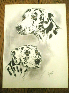 BEAUTIFUL original 1944 large DALMATIAN dog portrait-Diana Thorne-framable
