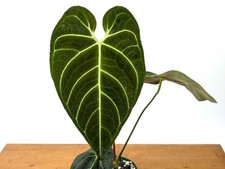 Anthurium Regale - Mature 6 Inch Pot XL - 14-24" tall - 1 Leaf