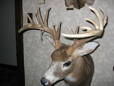 17 Elk Deer & Mule Deer Mount s Antler Log Home Cabin Whitetail all fresh mounts