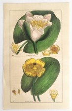 WATERLILY WATER LILY - Deakin Botanical Print - 1857 Hand Coloured Engraving
