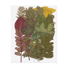 30 Pcs Dried Pressed Flower Leaves Bulk for Resin, Dark Green