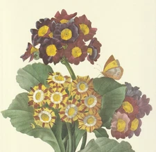 P. J. Redoute Print #111 Primula auricula var Botanical Flower Mountain Cowslip