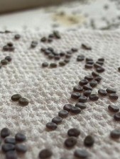 50 fertilized Silkworm eggs  STEM Kit  Life Cycle Science Project  Insect Kit